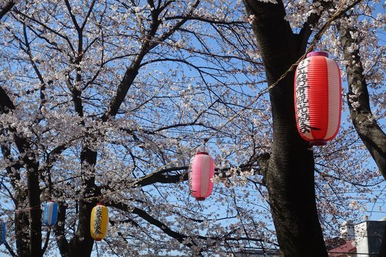 福岡中央公園 桜 ライトアップ