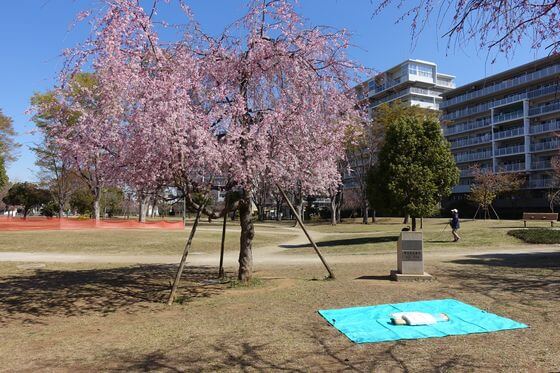 福岡中央公園 枝垂れ桜