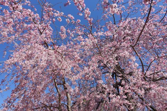 福岡中央公園 しだれ桜