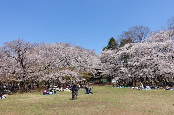 光が丘公園 桜