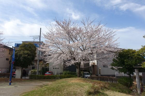 千葉寺 ひよどり公園 桜