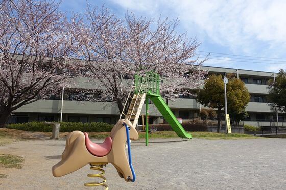 千葉寺ひよどり公園 桜