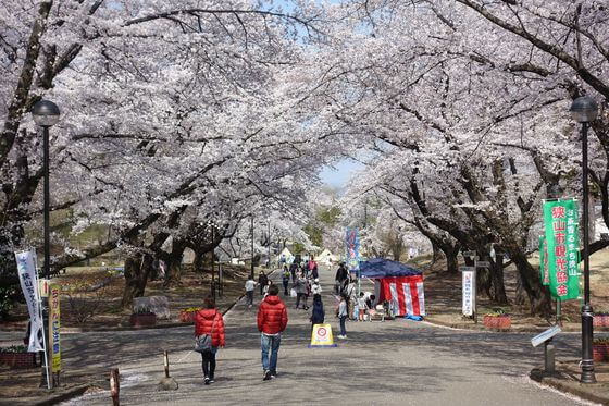 狭山稲荷山公園 桜
