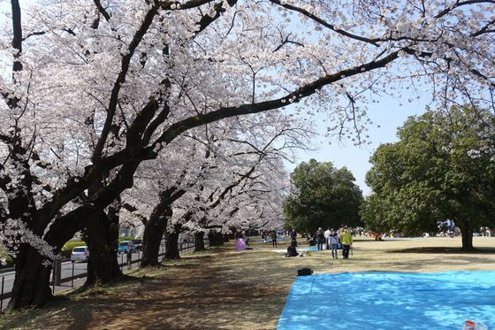 狭山稲荷山公園の桜 21年の見頃と開花状況は 桜まつりとバーベキューは 埼玉県のお花見スポット 歩いてみたブログ