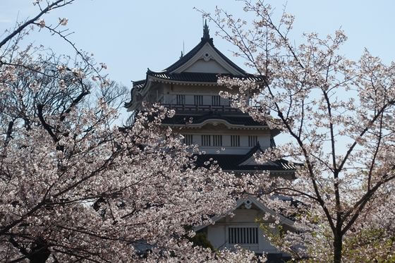 亥鼻公園の桜 21年の見頃と開花状況は 千葉城さくら祭りは 千葉市のお花見スポット 歩いてみたブログ
