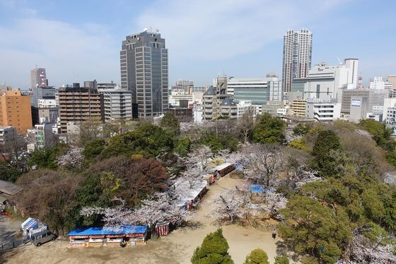 亥鼻公園の桜 21年の見頃と開花状況は 千葉城さくら祭りは 千葉市のお花見スポット 歩いてみたブログ