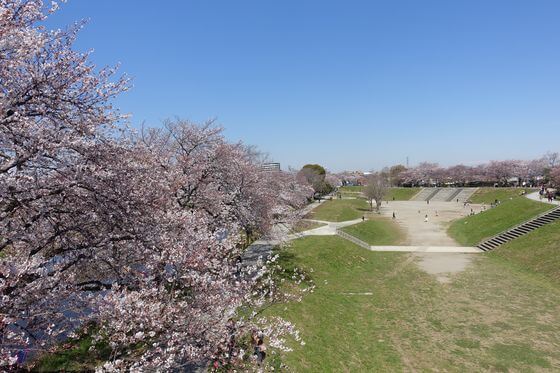 富士下橋 桜