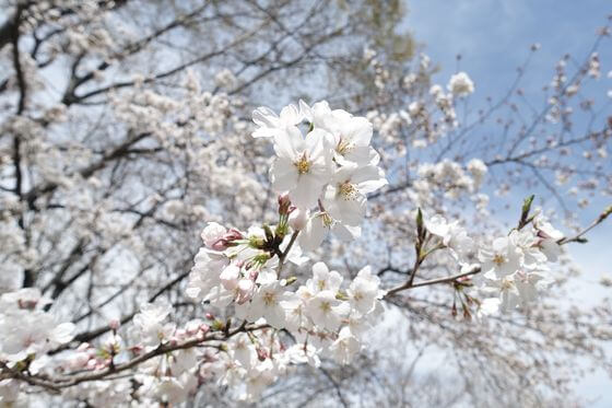 伊佐沼公園 桜 見頃