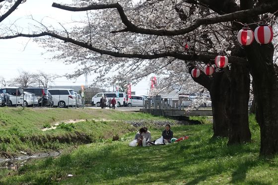 伊佐沼公園 お花見