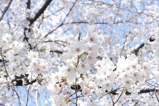 川越水上公園 桜 開花状況