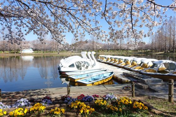 川越水上公園 ボート 桜