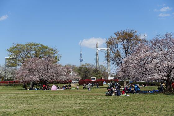 木場公園 桜