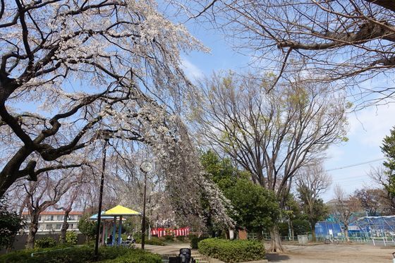 希望丘中公園 枝垂れ桜