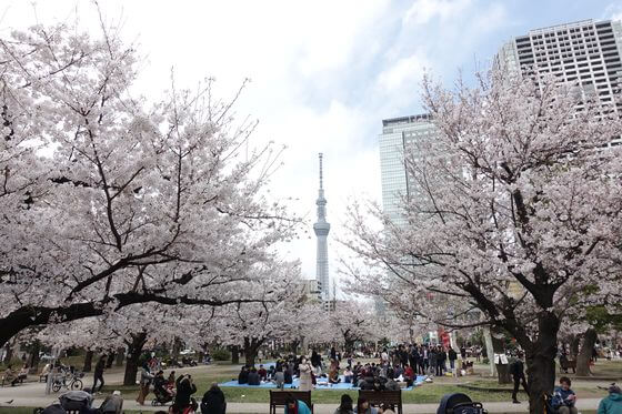 錦糸公園 桜