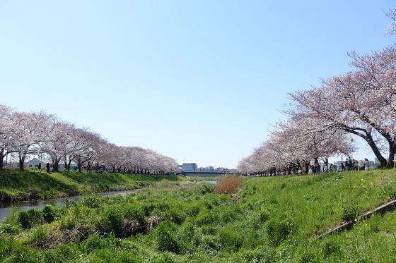 黒目川 桜並木