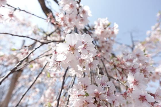 千葉県 妙行寺 桜