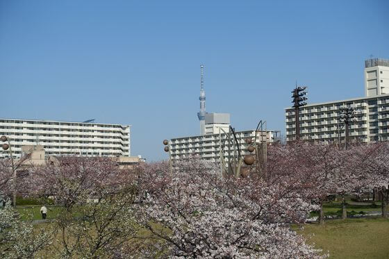 大島小松川公園 桜