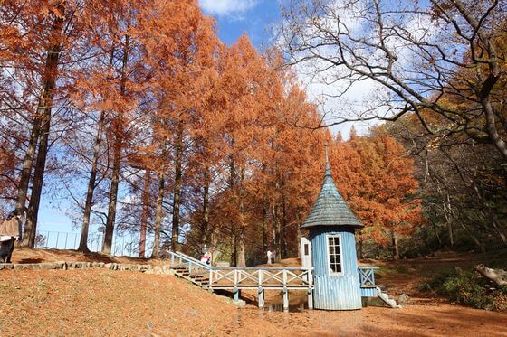 埼玉県のメタセコイアの紅葉 21年のおすすめ公園３選 歩いてみたブログ