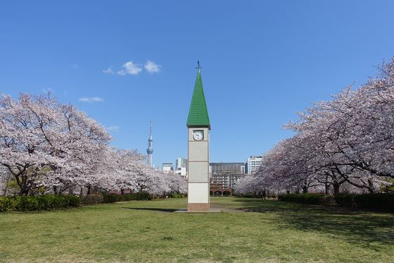 猿江恩賜公園の桜 22年の見頃と開花状況は 江東区のお花見スポット 歩いてみたブログ