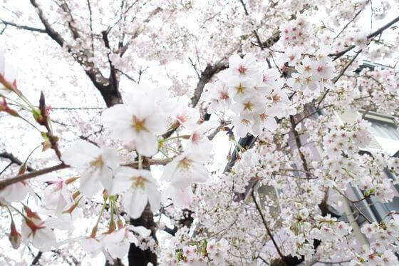 成城 桜 開花状況