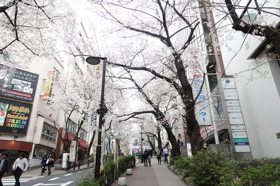渋谷 さくら通り 桜