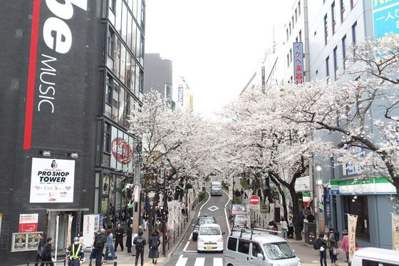 渋谷 桜