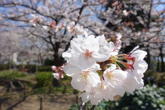 しょうぶ沼公園 桜 開花状況