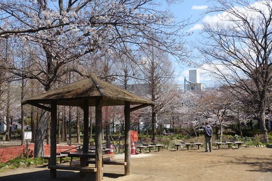 桜 しょうぶ沼公園