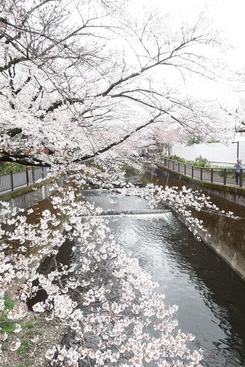 仙川 桜