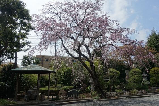 東覚院 枝垂れ桜