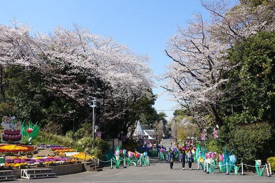 豊島園 桜