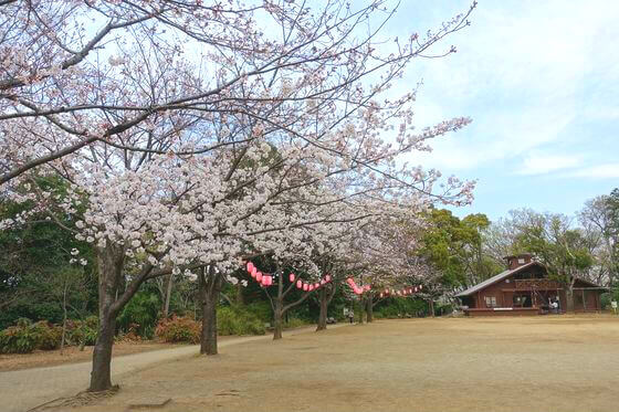 綱島公園 桜