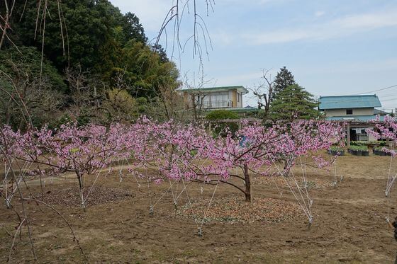 綱島公園 しだれ桜