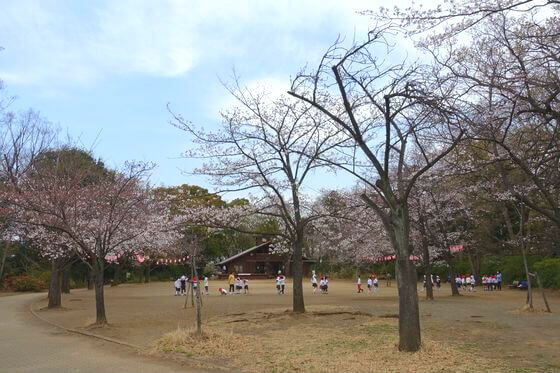 横浜市 綱島公園 桜