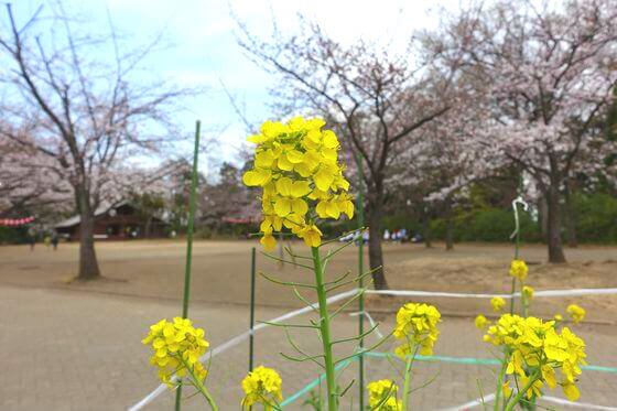綱島公園 菜の花