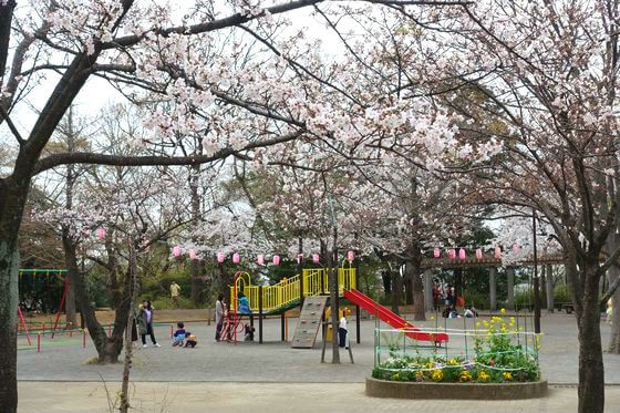綱島公園 桜 見頃