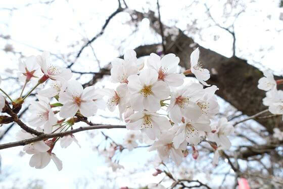 綱島公園 桜 開花状況
