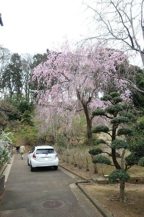 綱島公園 枝垂れ桜