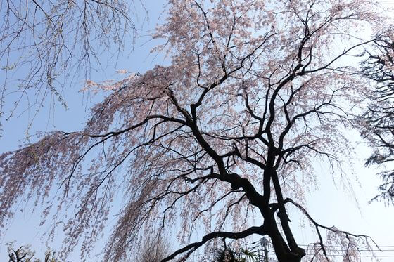 本行寺 谷中 枝垂れ桜