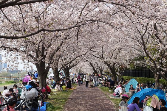 二十一世紀桜並木 花見
