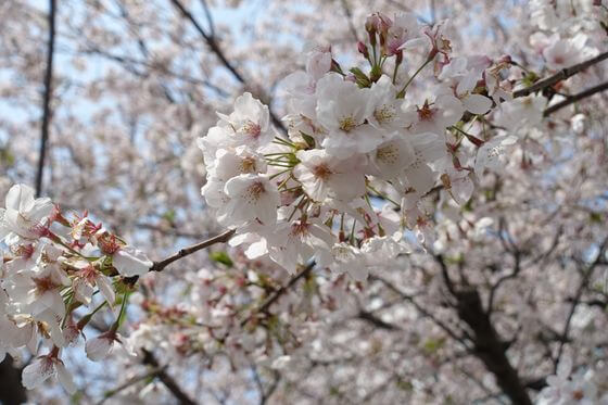 二十一世紀桜 開花状況