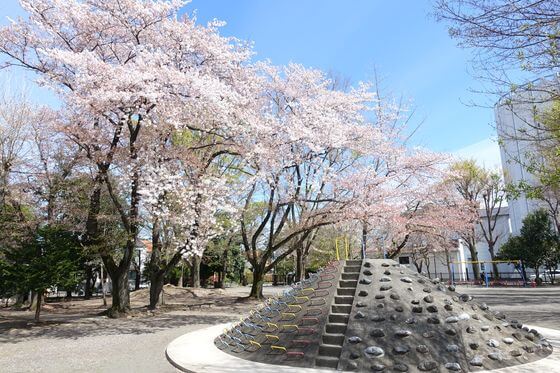 かめのこ児童公園 桜