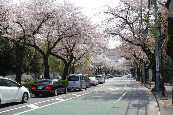 赤羽桜並木通り と 赤羽台さくら並木公園 の桜 21年の見頃は 歩いてみたブログ