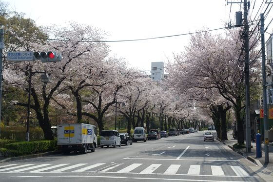 東京北医療センター前交差点 桜