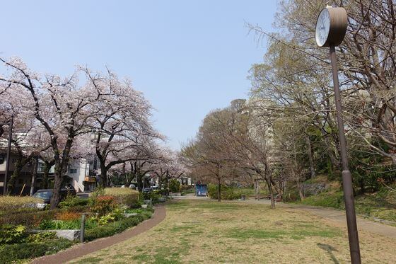 赤羽台さくら並木公園 桜