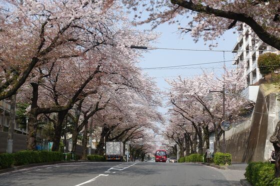 「赤羽桜並木通り」と「赤羽台さくら並木公園」の桜 2023年の見頃は？ – 歩いてみたブログ