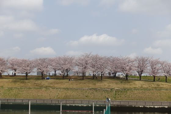 新荒川大橋緑地 桜