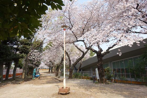 小豆沢公園 桜 満開