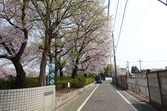 桜 小豆沢公園