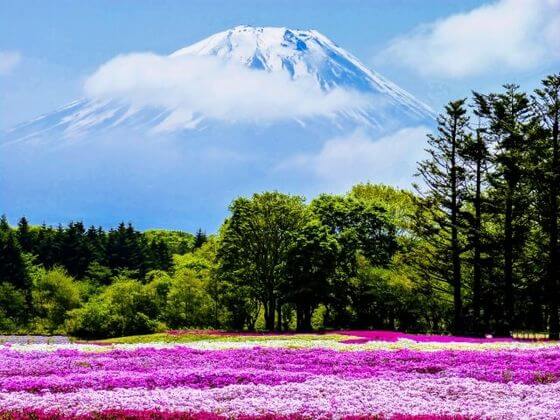 芝桜の有名な名所から穴場まで21年のおすすめスポット 関東 東京近郊 ８選 歩いてみたブログ